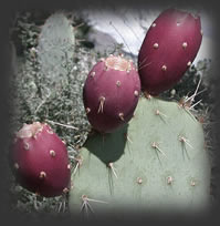 Prickly pear cactus