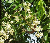 Flowering neem 