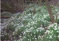 Woodland snowdrops