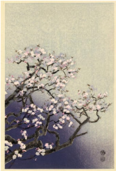 Cherry blossoms, Kotozuka