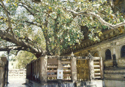 Bodhi tree, Bodhgaya