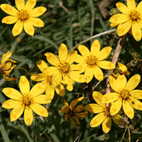 Daisies