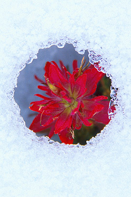 Indian Paintbrush by John E Marriott